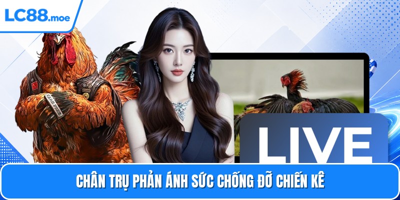 Chân trụ phản ánh sức chống đỡ chiến kê