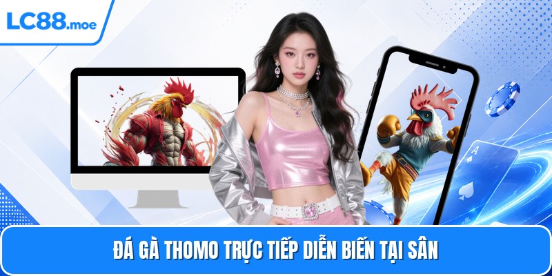 Đá gà Thomo trực tiếp diễn biến tại sân