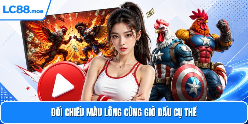 Đối chiếu màu lông cùng giờ đấu cụ thể